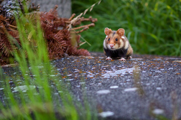 The European hamster - Cricetus cricetus, also known as the Eurasian hamster