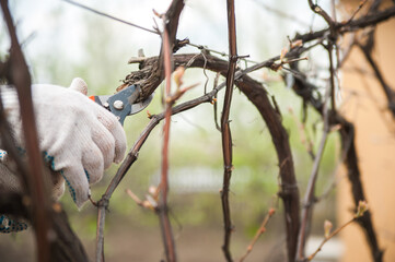 Man prunes vines with secateurs.. gardening, winegrower..