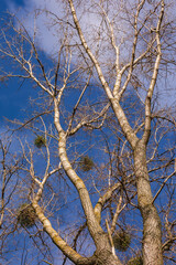 Misten auf einer Pappel im Winter bei blauem Himmel