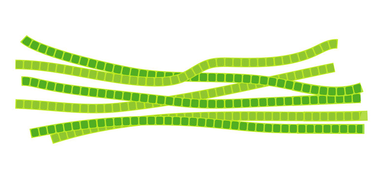 Microscopic Algae Spirogyra, Causing Turbidity Of Water