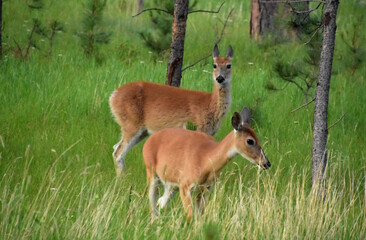Naklejka na ściany i meble Two Deer in a Forested Grove in South Dakota