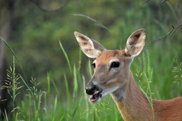 Cute Deer With his Mouth Open in the Summer