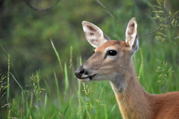Attentive Deer in Woodlands in South Dakota