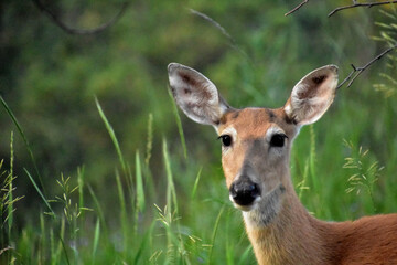 Looking into the Sweet Face of a Young Doe