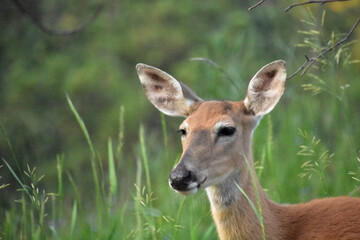 Very Sweet Face of a Deer in the Woods