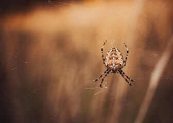 Portrecik -Krzyżak ogrodowy – gatunek pająka z rodziny krzyżakowatych. Nazwa pochodzi od charakterystycznego białego krzyża na odwłoku. Występowanie: Europa, Bliski Wschód, Turcja, Kaukaz, Rosja, Iran