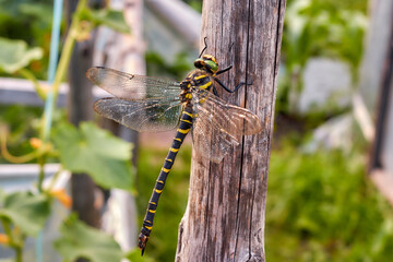 dragonfly sits on a log against a background of green leaves