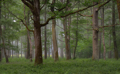 Majestic summer forest. Fog, soft sunlight. Mighty trees, green leaves, plants. Atmospheric...