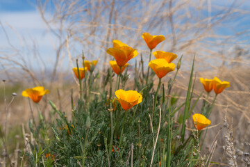 Golden poppies, California state flowers, close up in bloom in desert, beautiful Spring season