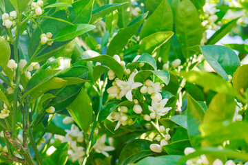 Blossom orange tree. Branch of orange tree with white flowers close up in the garden in sunny day.