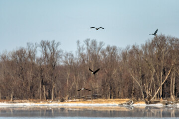 Eagles in flight