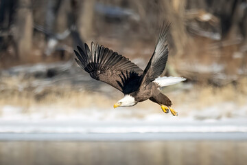 eagle in flight