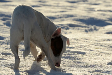 Kleiner Parson Russel Tewrrier im Schnee