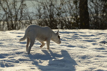 Kleiner Parson Russel Tewrrier im Schnee