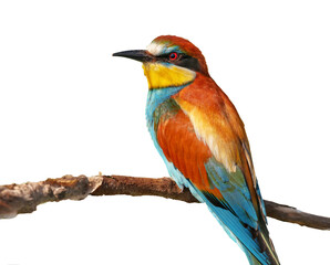 Motley beautiful European bee-eater sits on a tree branch isolated on a white background