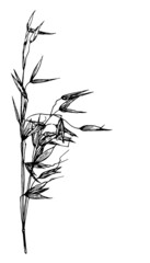 Obraz premium sketch of oat plants. a spikelet with wheat seeds, drawn in sketch style, black isolated outline on white for a packaging design template. grain crops organic food