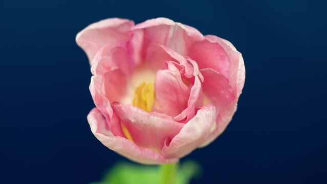Top View Growing pink Bud Tulip Flower. Amazing Beautiful Blooming Plant in Timelapse. Lovely Romantic and Natural Backdrop Wedding Decoration Flower in Growing Process Closeup 4k, Valentine's Day