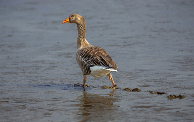 Greylag goose, scientific name: Anser Anser.  Large, adult Greylag goose wading through thick mud on the Scottish coastline.  Facing right.  Copy space.  Horizontal.