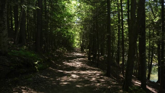 Sunlit forest walk on path with conifers. Minden, Ontario, Canada. Handheld shot with stabilized camera.