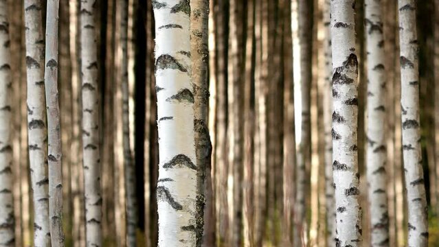 Seamless panning of birch forest in evening light