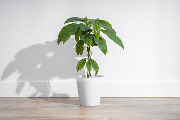Indoor flower in a pot, avocado plant on a wooden floor against the background of a white wall.