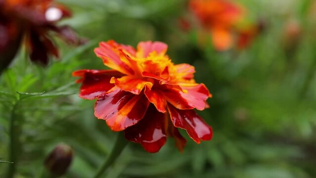 Bright red-yellow flowers of garden marigolds during rain with large drops of water sway in the wind against a green background of grass. Macro image of a flower on a rainy autumn day