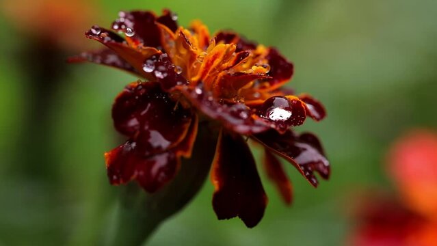 Colorful red-yellow flower of garden marigolds during the rain with large drops of water sways in wind on a green background of grass. Macro image of a flower with large drops on a rainy autumn day.