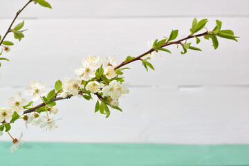 cherry blossom branch on white wall background