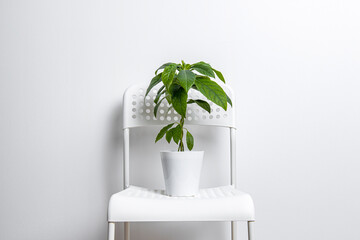 Indoor avocado flower on a white plastic chair against a white wall.