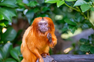golden lion tamarin