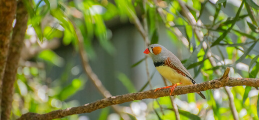 zebra finch