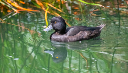 new zealand scaup