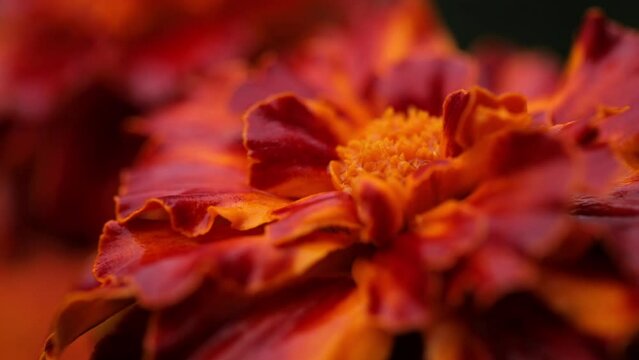 Bright colorful red-yellow flower of garden marigolds during the rain with large drops of water sways in the wind. Macro image of a flower close up on a rainy autumn day
