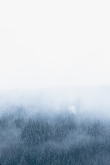 Mountain alpine trees in snow hidden by mist