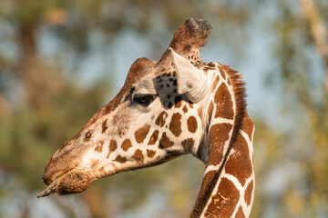 Żyrafa – rodzaj ssaka z rodziny żyrafowatych. Z fotografowana podczas spaceru po zoo w Wrocławiu Poland © Mariusz
