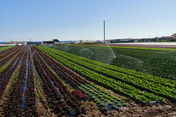 Rainbow of colorful fields of summer crops (lettuce plants), including mixed green, red, lettuce...