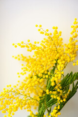 Mimosa or silver wattle yellow spring flowers on the white background