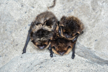 The northern bat (Eptesicus nilssonii)	
