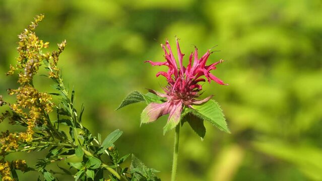 Wilting flower. Late season Beebalm or Bergamot flower in the garden. September in Ontario, Canada.