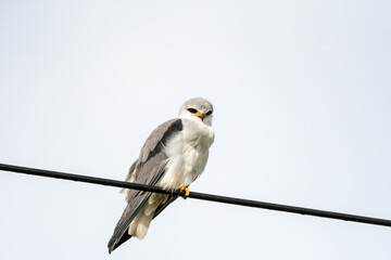 Black-shouldered Kite (Elanus caeruleus) raptor perched on a power line making eye contact in South Africa