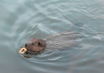 beaver eating 