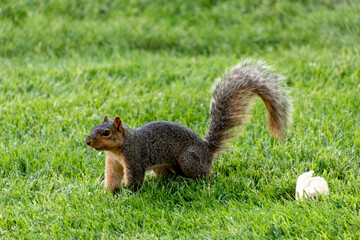 Squirrel in action