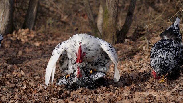 Gallo y gallinas de raza pita pinta asturiana viviendo en libertad, momento de la copula.