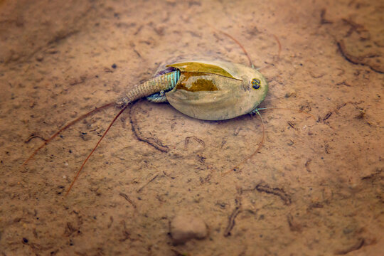 Triops cancriformis, or tadpole shrimp, is a species of tadpole shrimp found in Europe