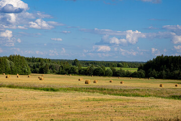 Fototapeta premium Yellow bales of cut hay in a field on a clear day. Preparation of feed for livestock.