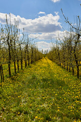 Naklejka premium Young apple orchard garden in springtime with beautiful field of blooming dandelions