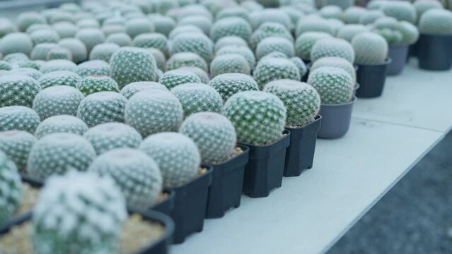 Small gardening concept of 4k Resolution. Cactus in the nursery. Cultivation and breeding.