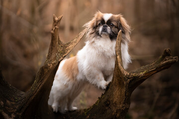 Portret psa rasy pekińczyk
