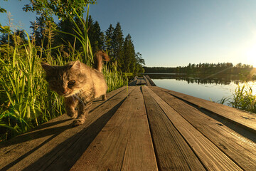 A cat walks on a wooden bridge on the lake.Cat fishing. Sunset on a forest lake. - Powered by Adobe
