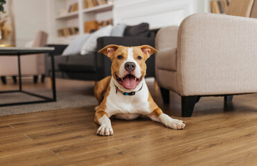 Dog at home cozy Staffordshire terrier red dog in Livingroom happy dog